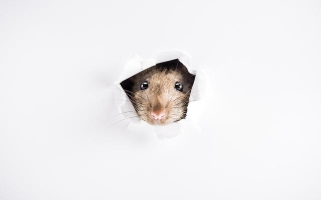 Cute Rat Featured Image